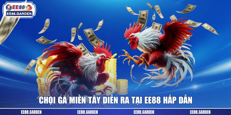 Chọi gà miền Tây diễn ra tại EE88 hấp dẫn