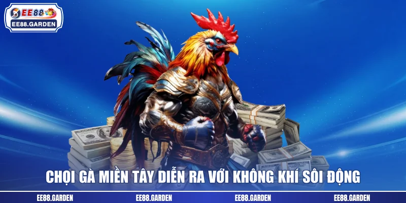 Chọi gà miền Tây diễn ra với không khí sôi động