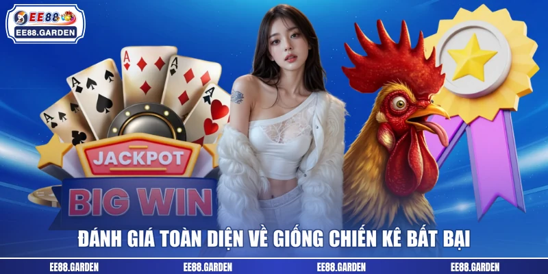 Đánh giá toàn diện về giống chiến kê bất bại