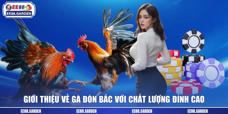 Giới thiệu về gà đòn Bắc với chất lượng đỉnh cao