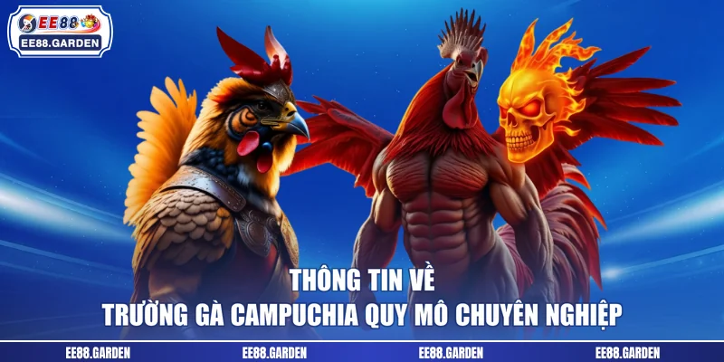 Thông tin về trường gà Campuchia quy mô chuyên nghiệp