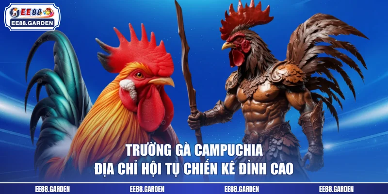 Trường Gà Campuchia - Địa Chỉ Hội Tụ Chiến Kê Đỉnh Cao